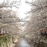 目黒川の桜 2013 #09：桜、散りはじめ