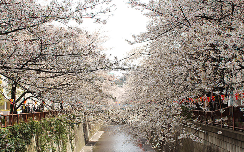 目黒川の桜 2013 #09：桜、散りはじめ