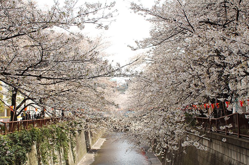 Read more about the article 目黒川の桜 2013 #09：桜、散りはじめ