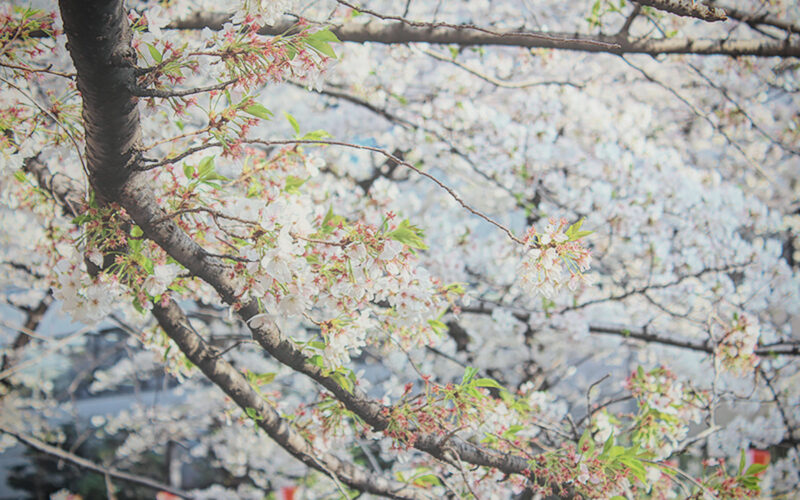 目黒川の桜 2013 #10：桜、散ってます