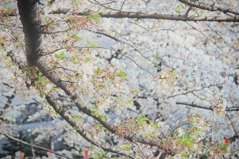 Read more about the article 目黒川の桜 2013 #10：桜、散ってます