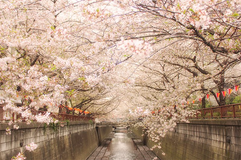 Read more about the article 目黒川の桜 2013 #12：花冷え