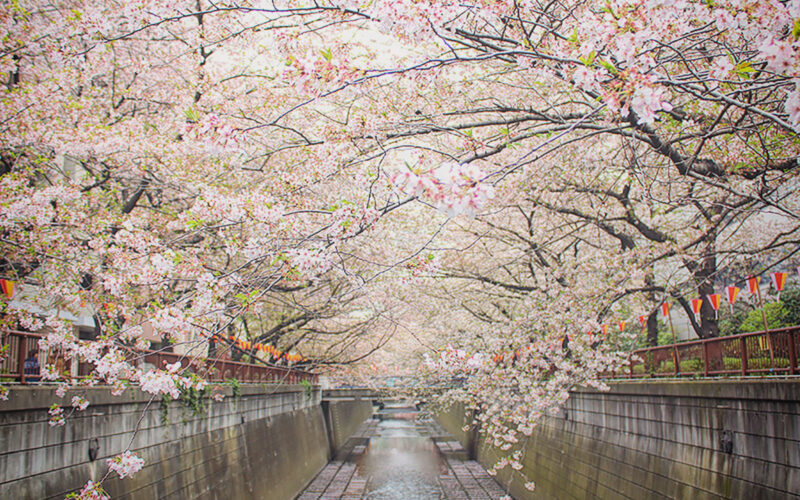 目黒川の桜 2013 #13：曇り空の中