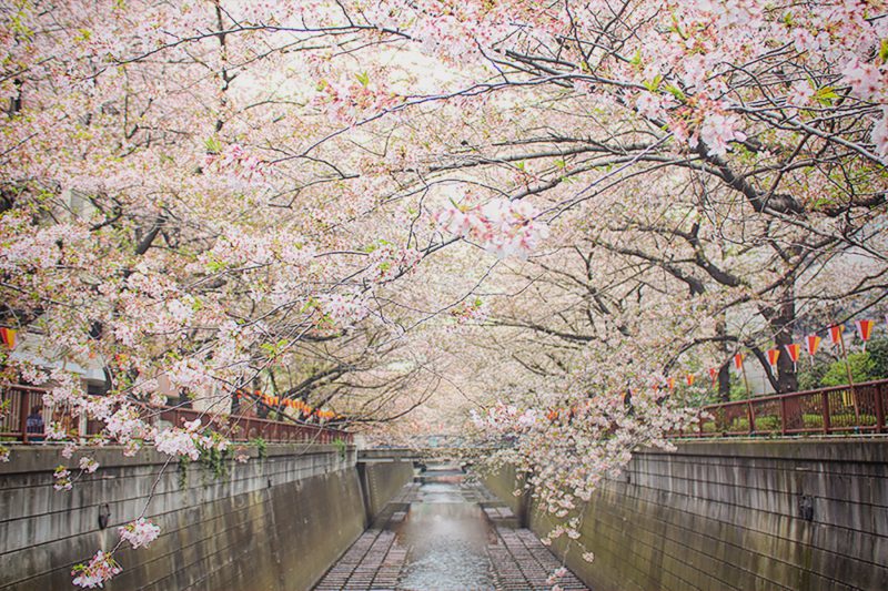 Read more about the article 目黒川の桜 2013 #13：曇り空の中