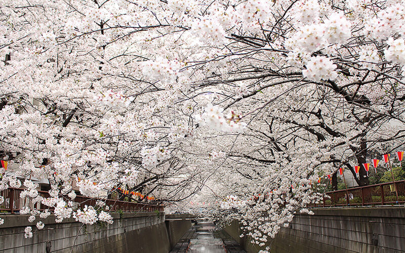 目黒川の桜 2013 #20：YouTube まとめ