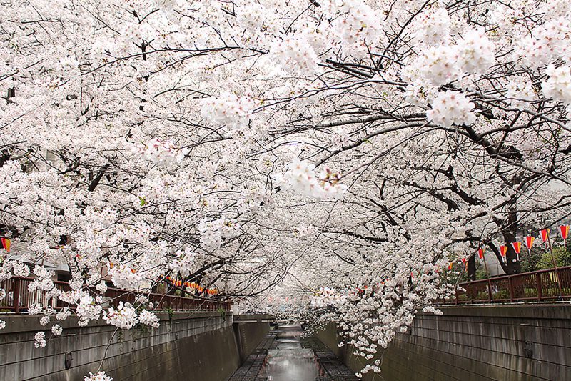 Read more about the article 目黒川の桜 2013 #20：YouTube まとめ