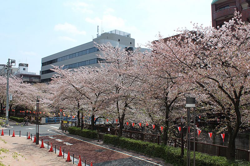 Read more about the article 目黒川の桜 2013 #14：久々の晴れ