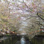 目黒川の桜 2013 #15：爆弾低気圧