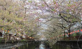 目黒川の桜 2013 #15：爆弾低気圧