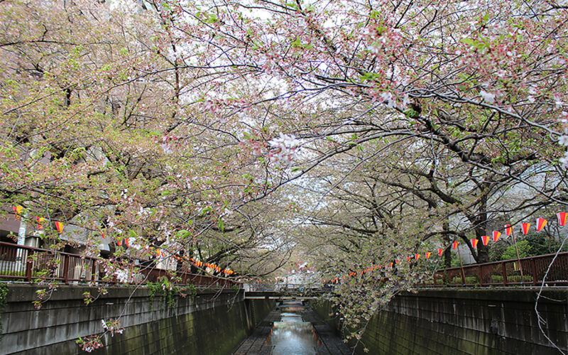 目黒川の桜 2013 #15：爆弾低気圧