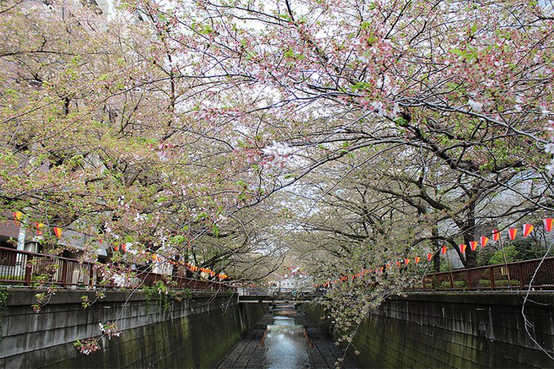 Read more about the article 目黒川の桜 2013 #15：爆弾低気圧