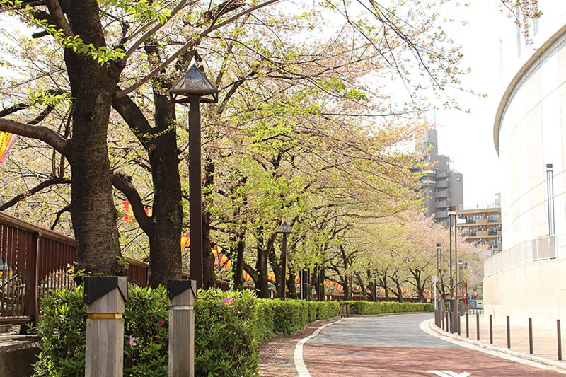 Read more about the article 目黒川の桜 2013 #17：あと少し