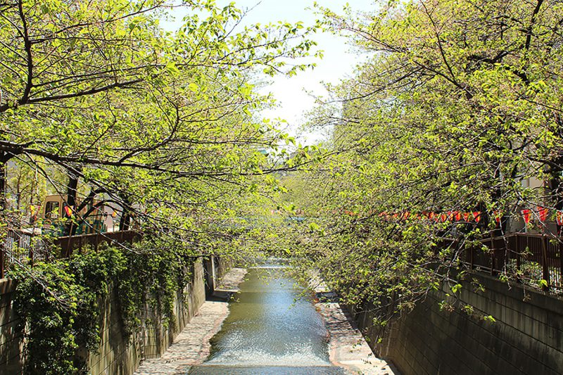 Read more about the article 目黒川の桜 2013 #18：新緑