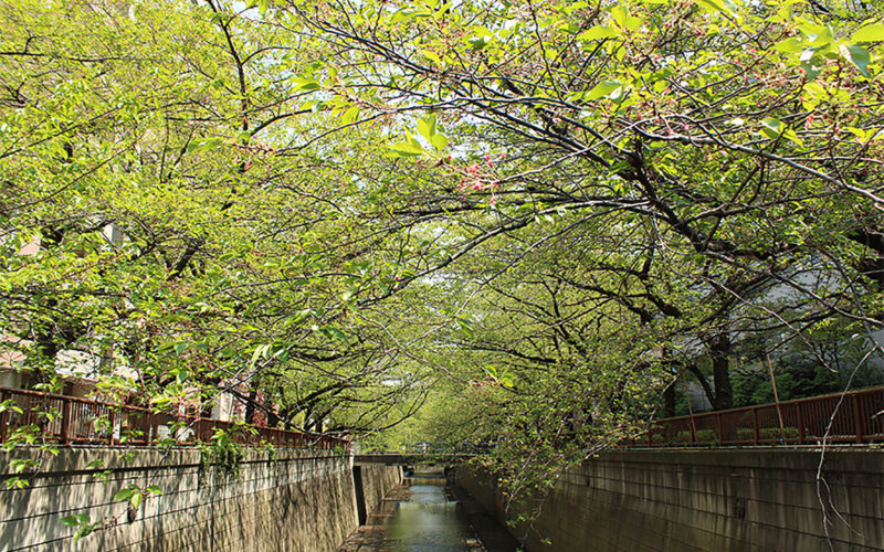 目黒川の桜 2013 #19：ぼんぼりも片付けられて