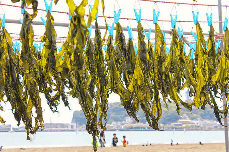 Read more about the article 江の島で生しらす ＆ 猫達：2013春