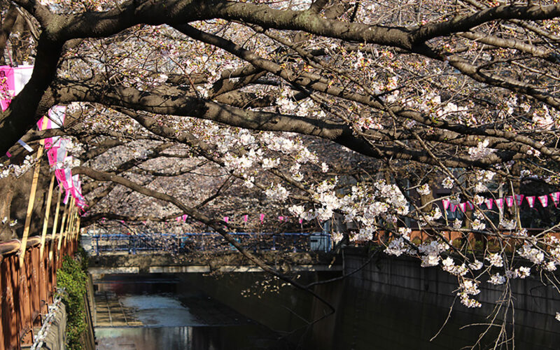 目黒川の桜 2014 #05：四分咲き