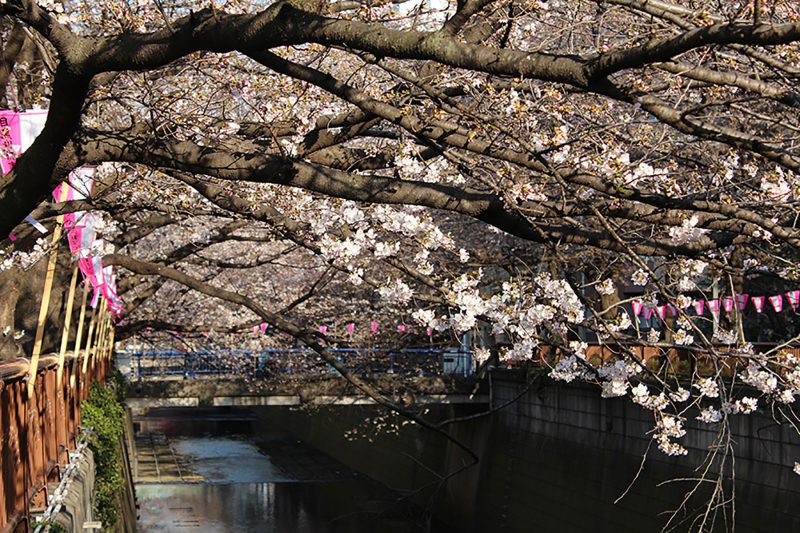 Read more about the article 目黒川の桜 2014 #05：四分咲き