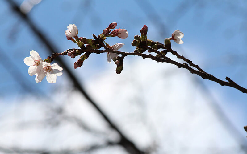 目黒川の桜 2014 #01：咲いた！