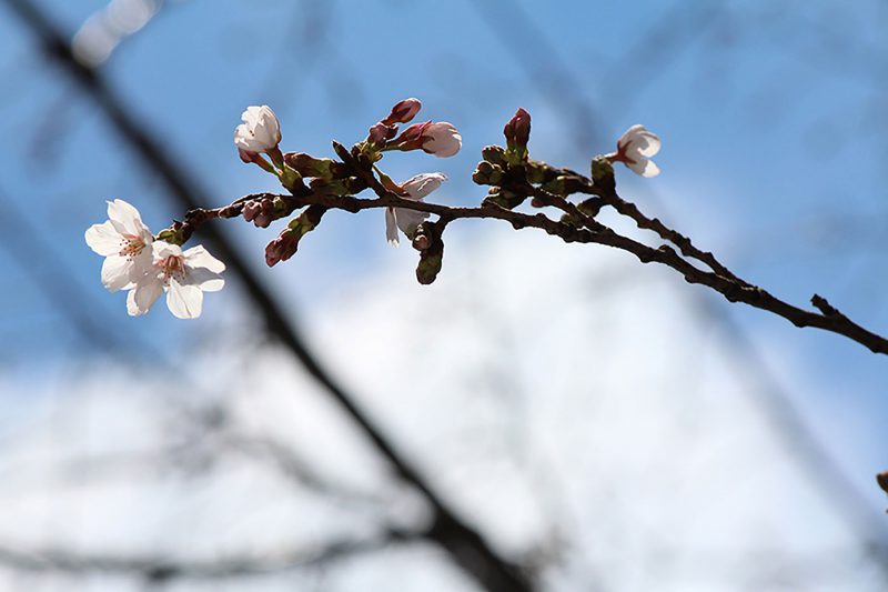 Read more about the article 目黒川の桜 2014 #01：咲いた！