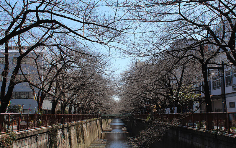 目黒川の桜 2014 #02：モクレンは満開
