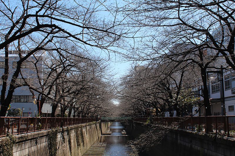 Read more about the article 目黒川の桜 2014 #02：モクレンは満開