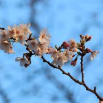 目黒川の桜 2014 #03：東京開花宣言！