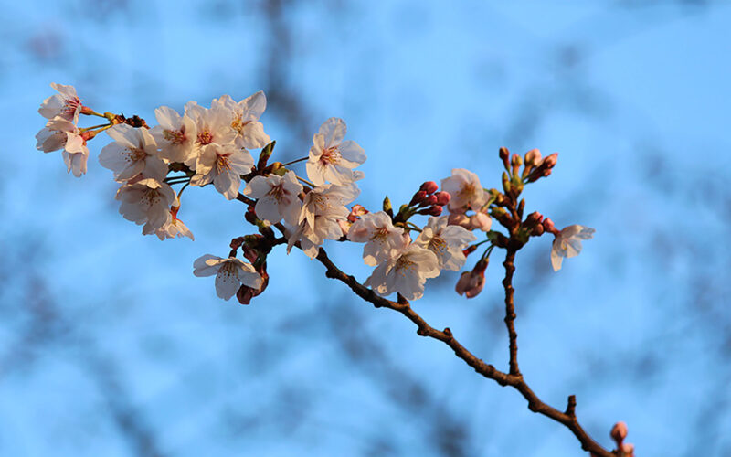 目黒川の桜 2014 #03：東京開花宣言！