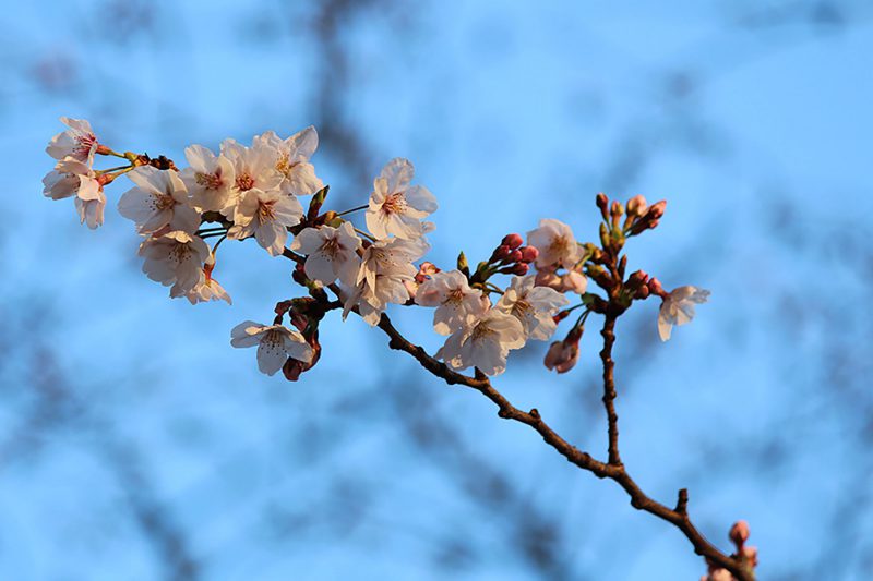 Read more about the article 目黒川の桜 2014 #03：東京開花宣言！
