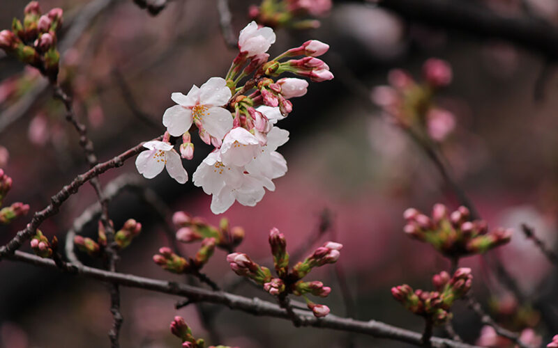 目黒川の桜 2014 #04：花起こしの雨