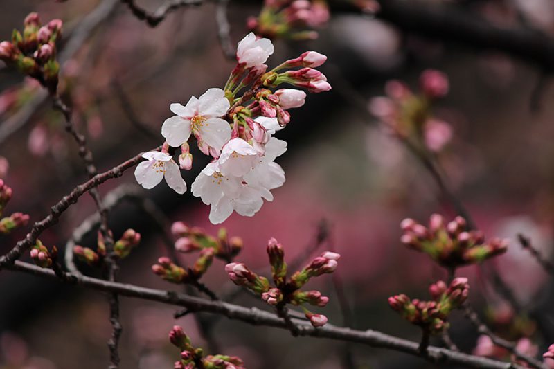 Read more about the article 目黒川の桜 2014 #04：花起こしの雨