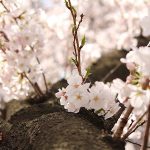 目黒川の桜 2014 #06：もうすぐ桜色