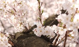 目黒川の桜 2014 #06：もうすぐ桜色