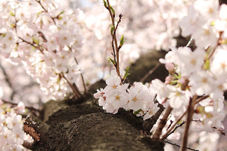 Read more about the article 目黒川の桜 2014 #06：もうすぐ桜色