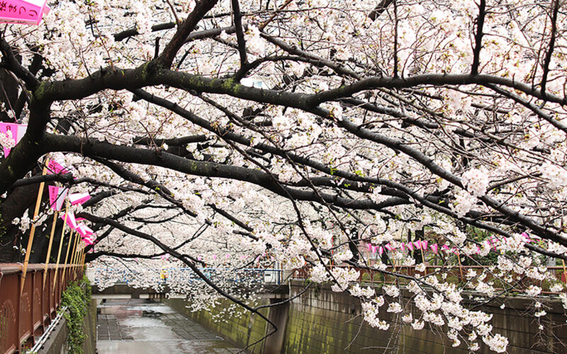 目黒川の桜 2014 #07：満開！