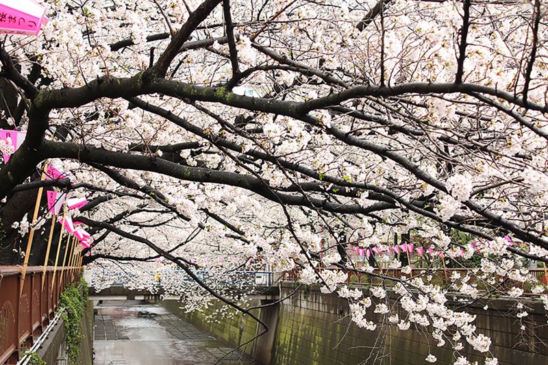 Read more about the article 目黒川の桜 2014 #07：満開！