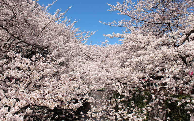 目黒川の桜 2014 #08：ちょっと散歩