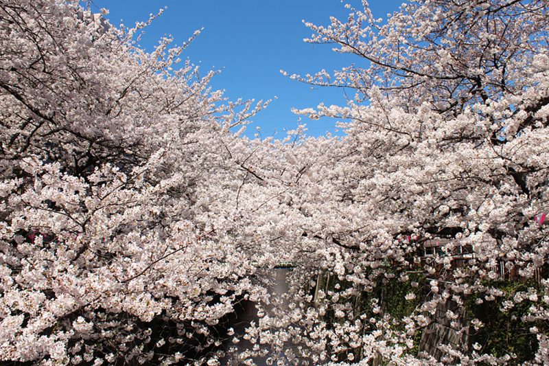 Read more about the article 目黒川の桜 2014 #08：ちょっと散歩