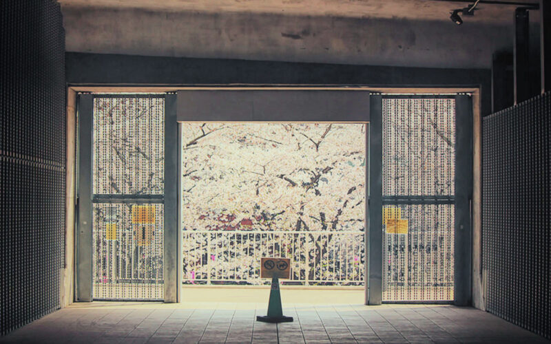 目黒川の桜 2014 #09：散りはじめ