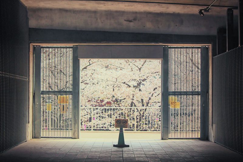 Read more about the article 目黒川の桜 2014 #09：散りはじめ