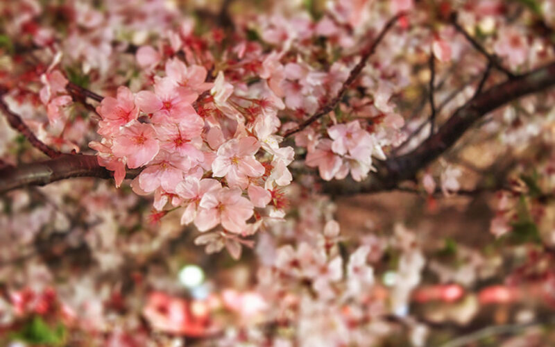目黒川の桜 2014 #11：花冷え