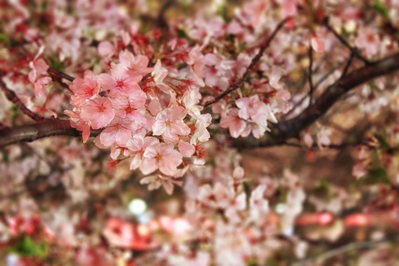 Read more about the article 目黒川の桜 2014 #11：花冷え