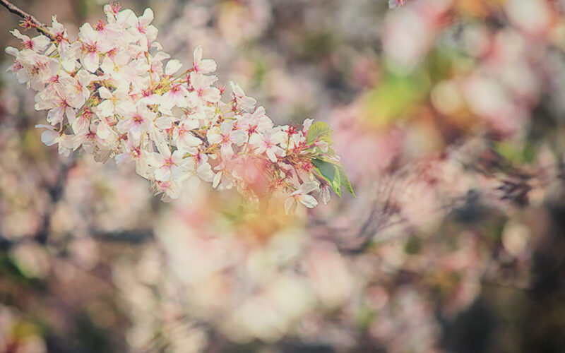 目黒川の桜 2014 #12：ポカポカ