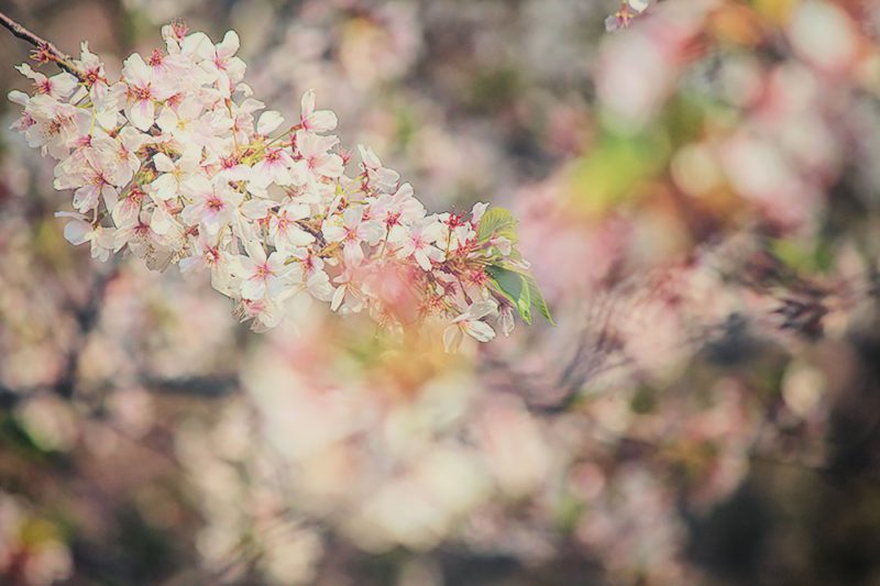 Read more about the article 目黒川の桜 2014 #12：ポカポカ