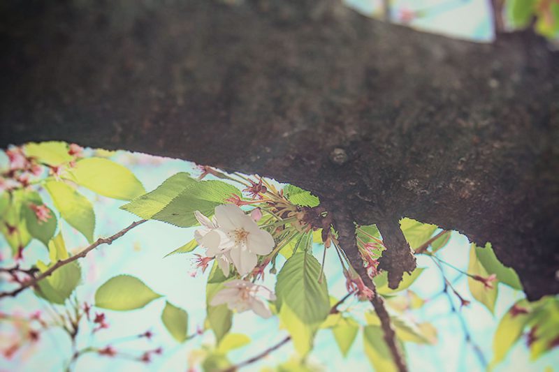 Read more about the article 目黒川の桜 2014 #13：新緑宣言！