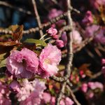 目黒川の桜 2014 #14：八重桜