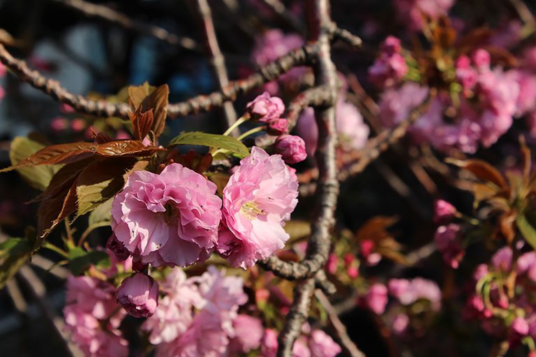 Read more about the article 目黒川の桜 2014 #14：八重桜