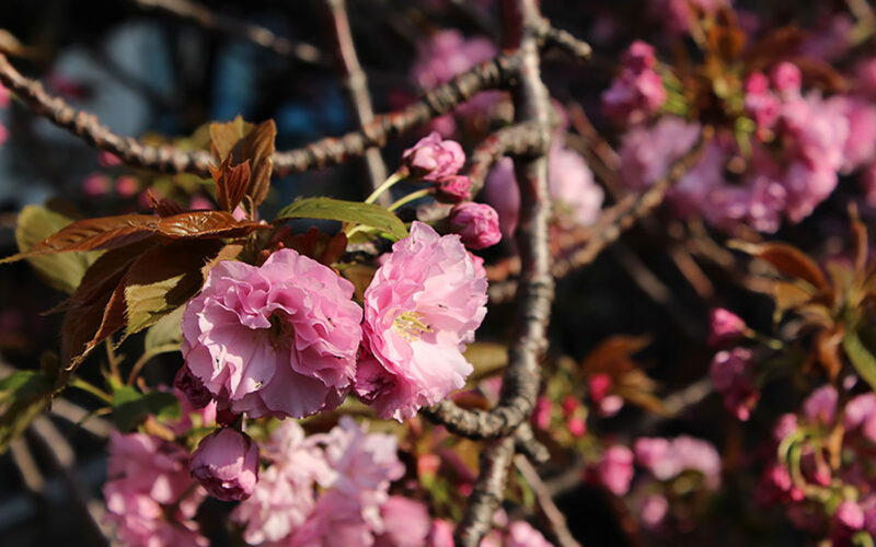 目黒川の桜 2014 #14：八重桜