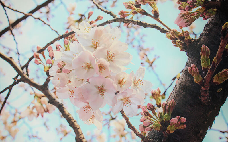 目黒川の桜 2015 #01：開花発表