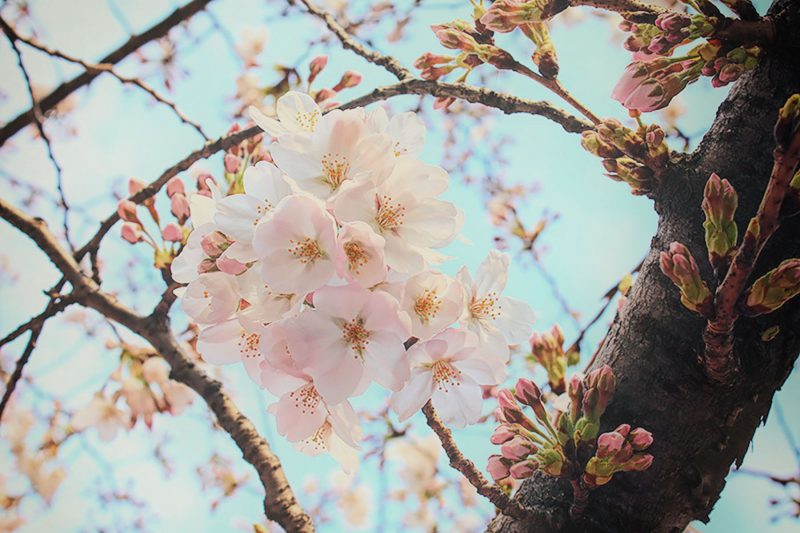 Read more about the article 目黒川の桜 2015 #01：開花発表