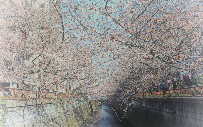 目黒川の桜 2015 #02：ぼんぼり点灯